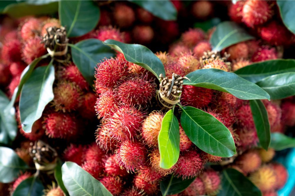 Rambutan